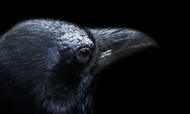 The Meaning of the Raven