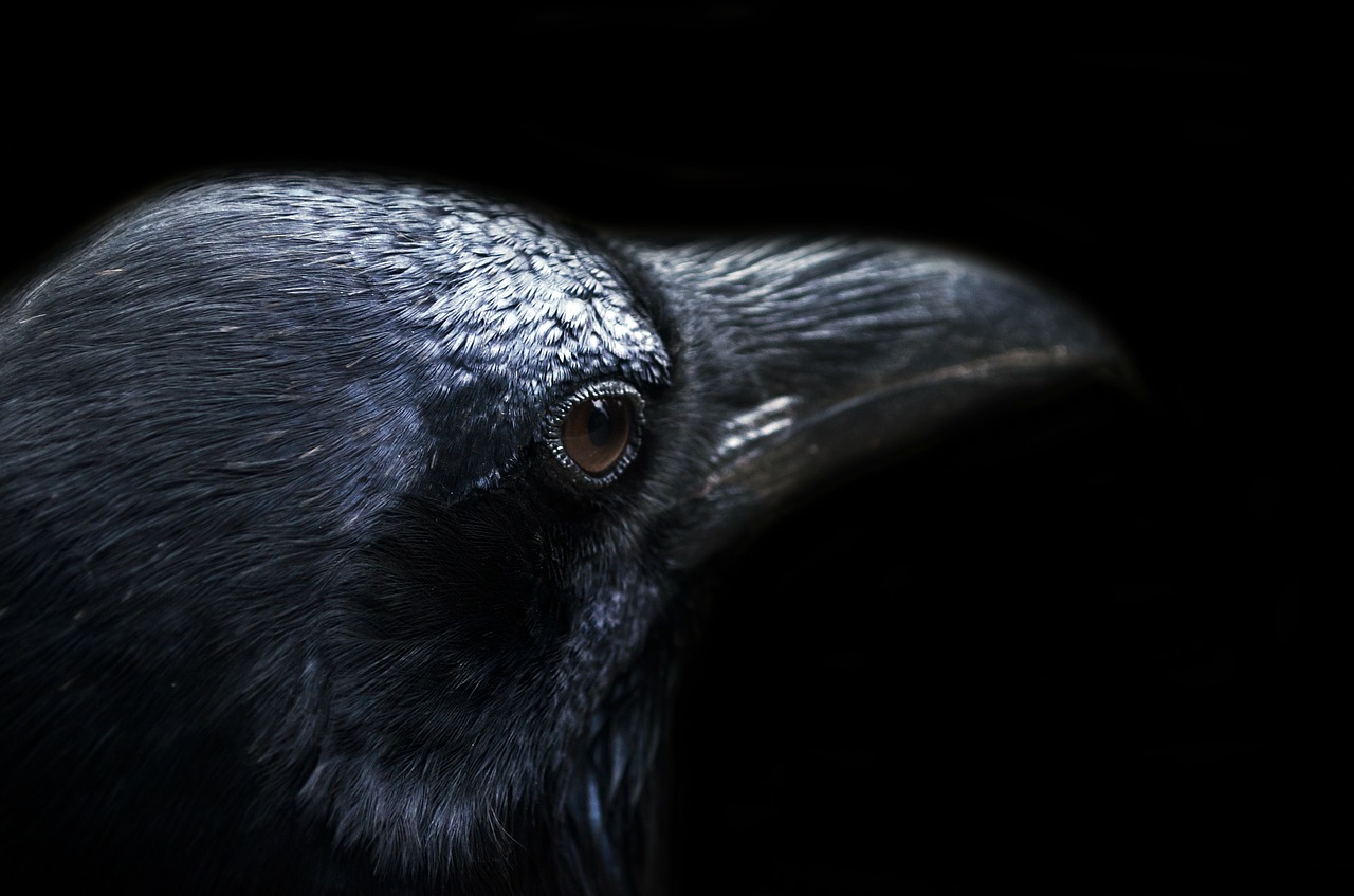 The Meaning of the Raven