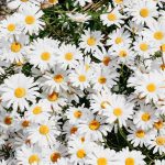 Healing Properties of the Daisy