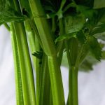 The Health Benefits of Celery