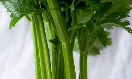 The Health Benefits of Celery
