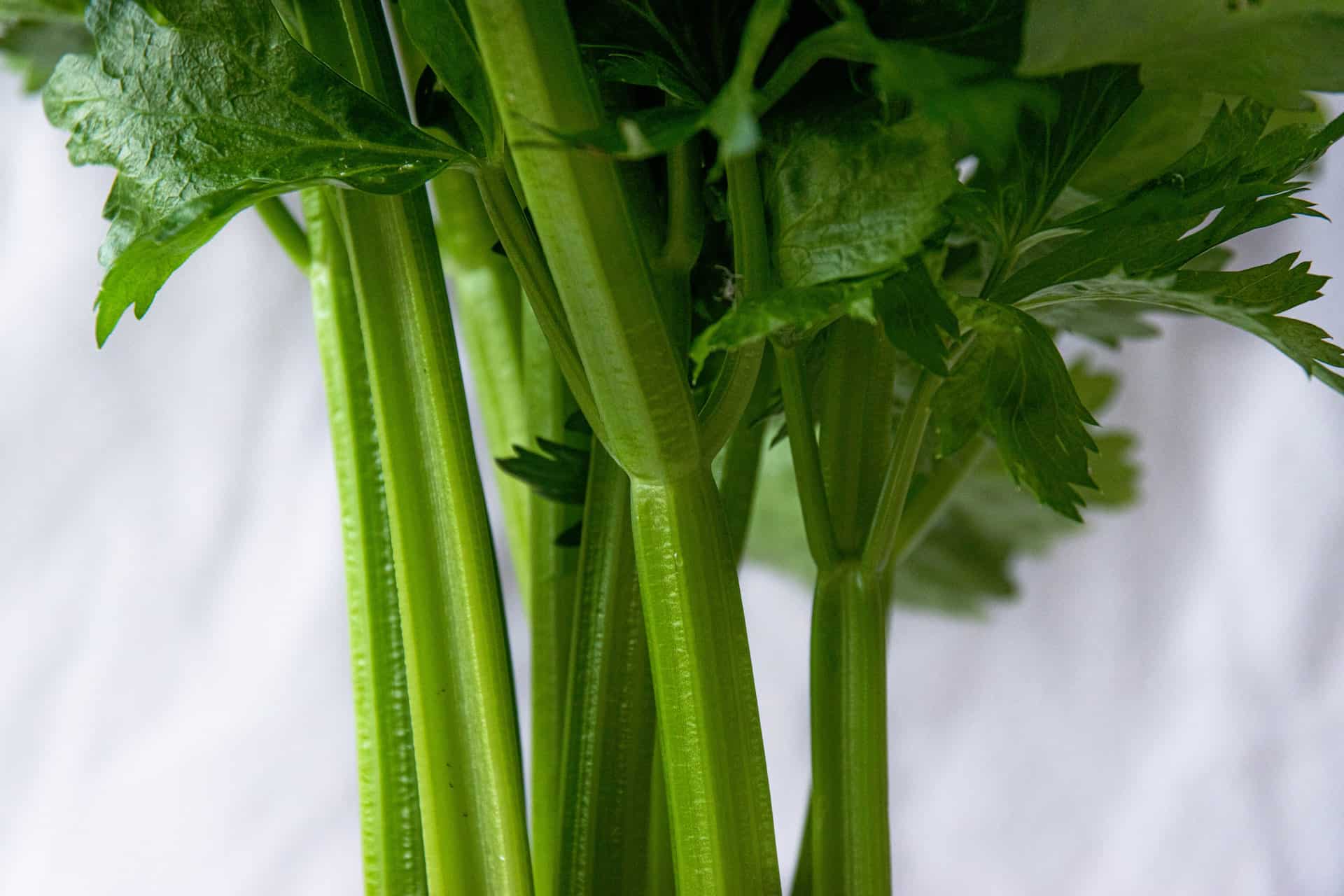 The Health Benefits of Celery