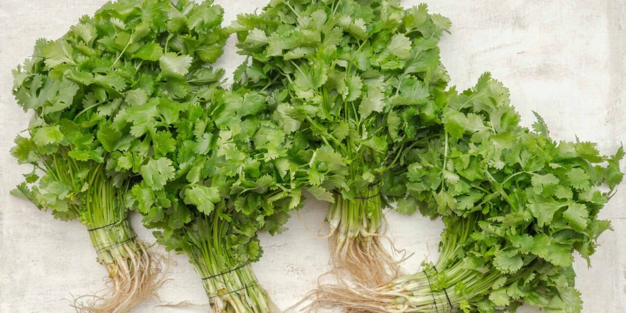 Coriander Root Lemon Tea for Sleep