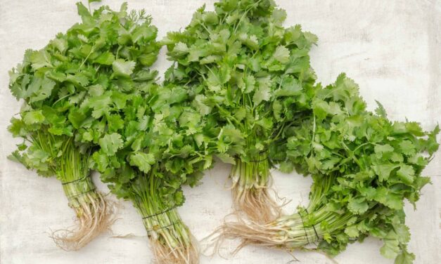 Coriander Root Lemon Tea for Sleep