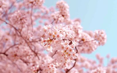 Spring is Here; Has Your Body”Awakened”? (TCM Spring Wellness Guide)