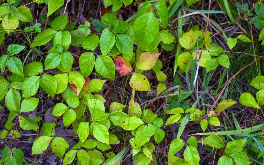 Remedy for Poison Ivy